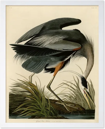 Vista 132 de Poster Master Póster vintage de James Audubon – Impresión retro de amargo americano – Arte de aves de América – Regalo para hombres, mujeres