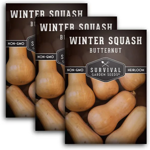 Vista 11 de Semillas de calabaza Butternut para plantar, semillas de vegetales sin OMG, alto rendimiento y cultivo fácil de cultivar para almacenamiento