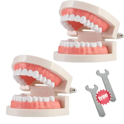 Vista 6 de 1 paquete de modelo de dientes estándar adulto tipodonto para demostración de prótesis dental para niños, enseñanza dental, exhibición limpia