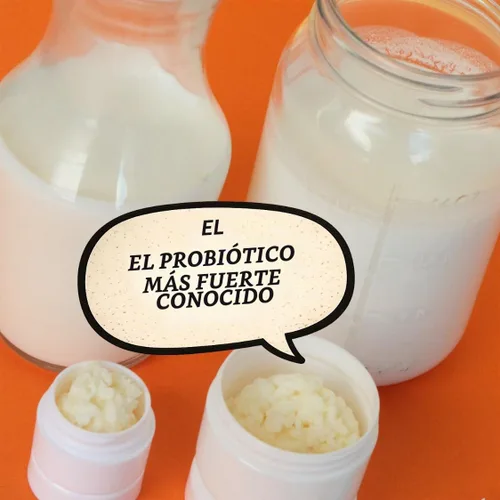 Vista 6 de Granos de kéfir de leche viva, cultivo básico reutilizable (1 cucharadita)