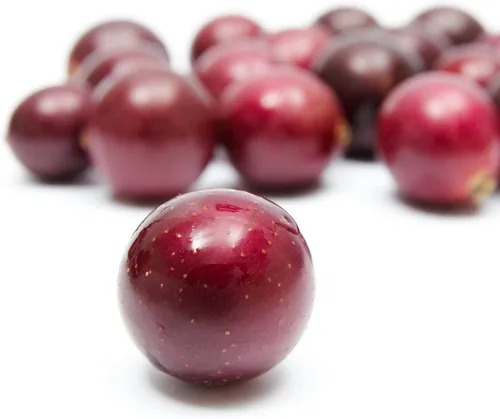 Vista 3 de Alachua Muscadine Grape Vine (paquete de 1) Planta viva por Wellspring