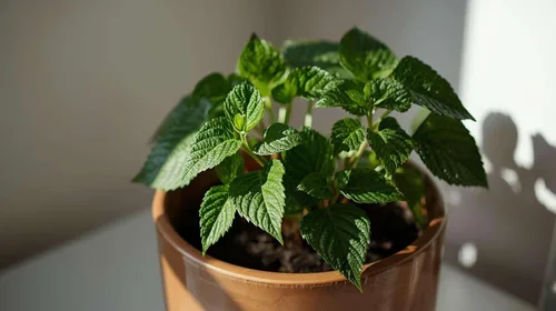 Vista 4 de Planta vietnamita Tia a Japonés Coreano Púrpura Shiso Perilla Plantas Hierba Asiática Heirloom No GMO (1)