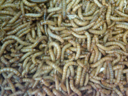 Vista 4 de BASSETT'S CRICKET RANCH 1000 gusanos vivos de la harina