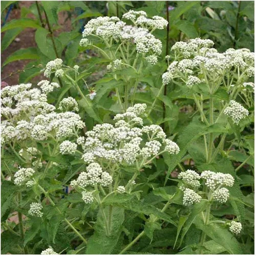 Vista 4 de Everwilde Farms - Semillas de flores silvestres nativas Boneset de 1 onza - Gold Vault