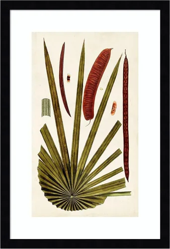 Vista 9 de Amanti Art Vision Studio - Lienzo decorativo para pared, 24 x 17 pulgadas, variedades de hojas VI por Vision Studio, arte de pared de naturaleza