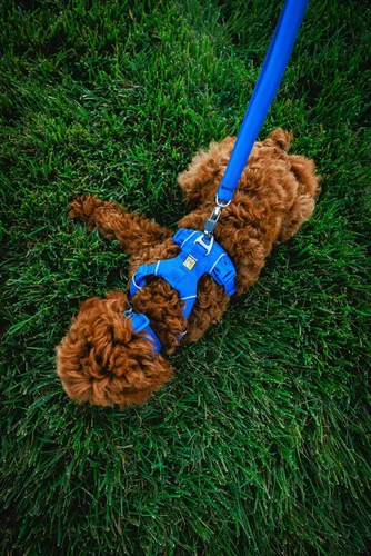 Vista 4 de Ruffwear, Front Range - Collar para perro, banda ajustable Tubelok, ligero, hebilla de liberación lateral, anillo en V de aluminio, duradero