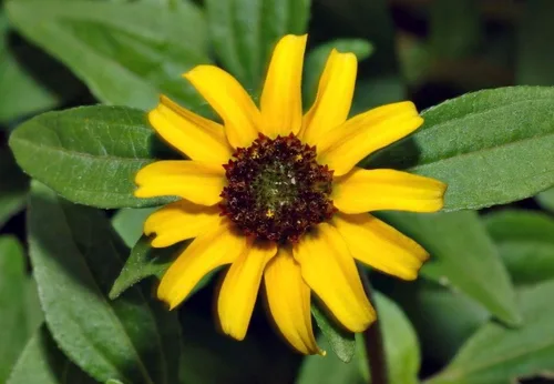 Vista 4 de Semillas de zinnia rastreras - Flores naranjas semi-dobles con centros oscuros hermosos (25 - semillas)
