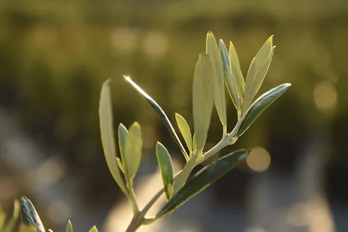 Vista 3 de Olivo Arbequina - Planta viva, incluye fertilizante de mezcla especial y guía de plantación