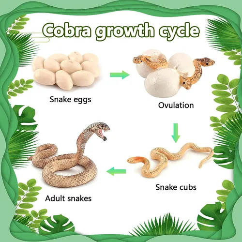 Vista 4 de Ciclo de crecimiento de la serpiente, modelo de ciclo de crecimiento de cobra, juguetes de figuras de serpientes, mini figura de serpientes