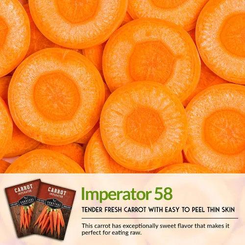 Vista 6 de Imperator 58 Semillas de zanahoria para plantar, paquete con instrucciones para plantar y cultivar zanahorias Danvers galardonadas en tu huerto