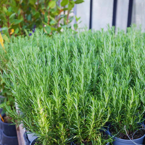 Vista 3 de 2 plantas de romero vivas, de 3 a 6 pulgadas de alto, plantas de romero vivo en interiores, exteriores, planta viva de romero
