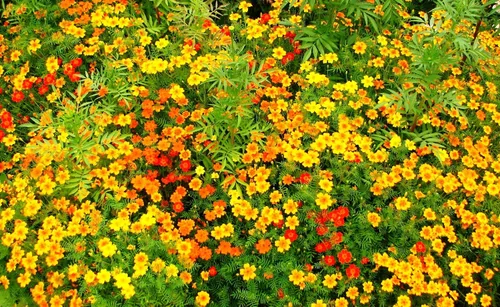 Vista 2 de Seeds4planting - Caléndulas Mezcla Mexicana Tagetes Flores Anuales Sin OGM
