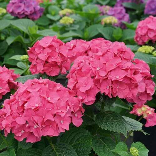Vista 4 de LET'S Dance Big Band PPAF Hydrangea Bush - Ganadores probados - Maceta de 4 pulgadas