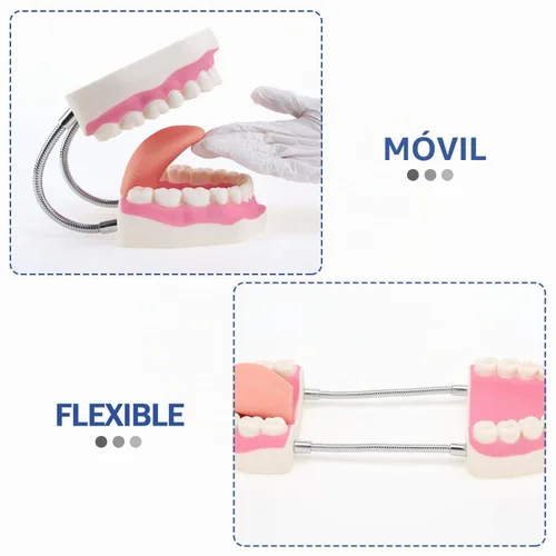 Vista 5 de Modelo de demostración dental de dientes gigantes con cepillo de dientes, modelo de boca de tamaño estándar ampliado 6 veces, modelo de enseñanza