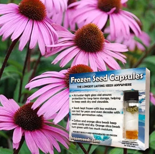 Vista 2 de Semillas de equinácea (Echinacea purpurea) Más de 100 semillas de hierbas medicinales de equinácea morada en cápsulas de semillas congeladas