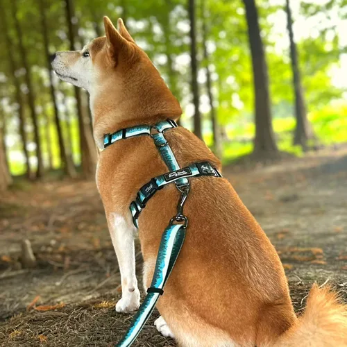 Vista 5 de Casual H - Arnés para perro, arnés sin tirones para mascota, con 2 clips para correa, chaleco acolchado suave ajustable para perros pequeños