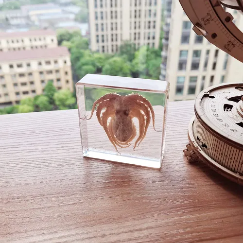 Vista 7 de Muestras de pulpo reales en manualidades de pisapapeles de resina, colección de taxidermia de animales para educación científica y adorno