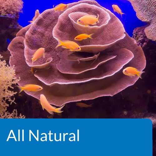 Vista 6 de API Marine Stress Zyme Solución de limpieza para acuarios de agua salada, botella de 16 onzas