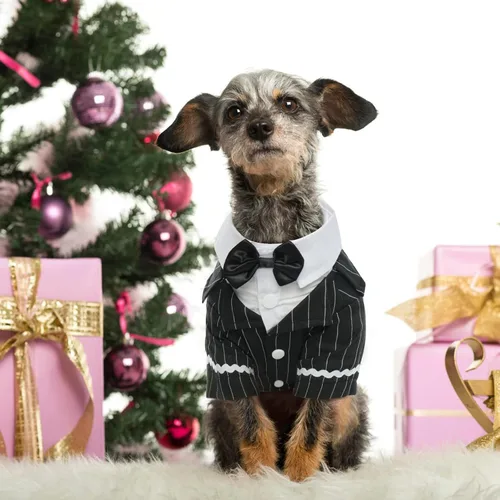 Vista 8 de DENTRUN - Traje de esmoquin para perro con corbatín - Camisa formal de disfraz para mascotas a rayas en negro y blanco, elegante atuendo de boda