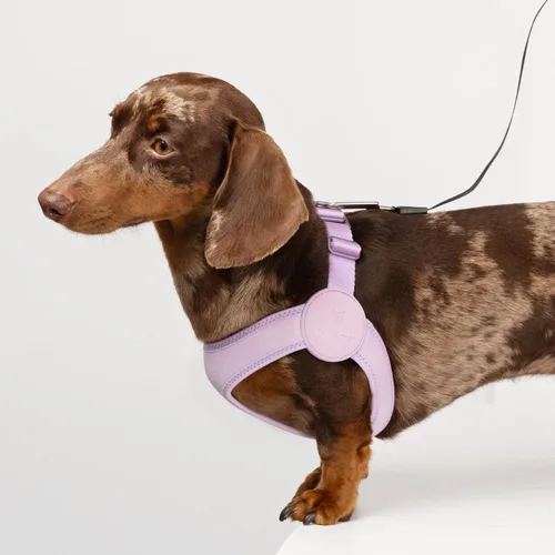 Vista 7 de Arnés para perro ultra cómodo ajustable, chaleco suave para perro, cierre de hebilla de aleación, arnés elástico ligero para cachorros, para perros