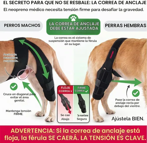 Vista 5 de Rodillera para perro para pierna trasera, pierna trasera desgarrada de ACL, rodilleras para perro para pierna trasera, soporte para pierna trasera
