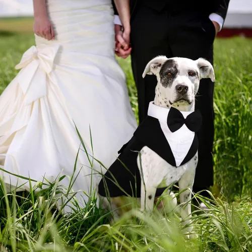 Vista 5 de PUMYPOREITY Traje de esmoquin para perro pequeño, esmoquin y bandana para gatos para Chihuahua, Boston Terrier, bichón, corgi, pomerania, 2 Negro