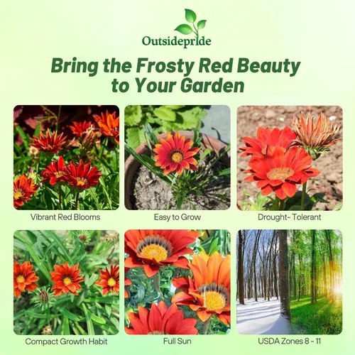 Vista 2 de Outsidepride Gazania Kiss - Plantas de jardín tolerantes al calor y a la sequía, color rojo escarchado, 25 semillas