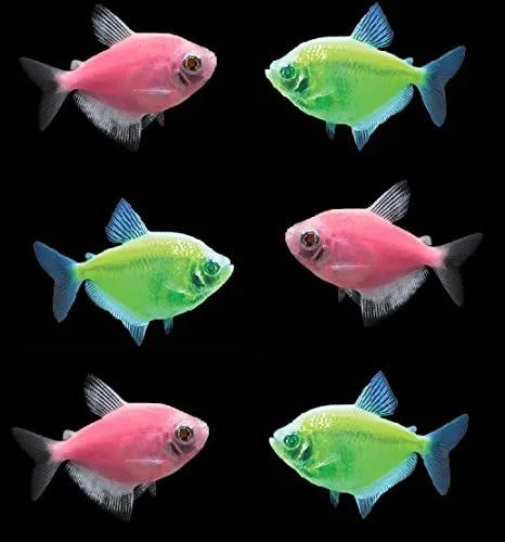 Vista 8 de Colecciones de peces vivos GloFish (10G Active)