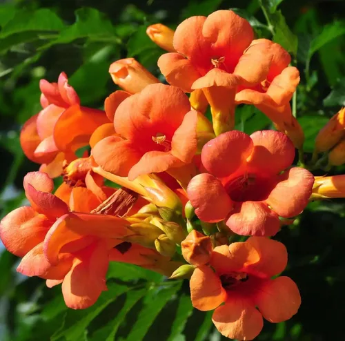 Vista 4 de Más de 100 semillas de plantas de vid de trompeta de colibrí, semillas de enredadera de trompeta sin OMG