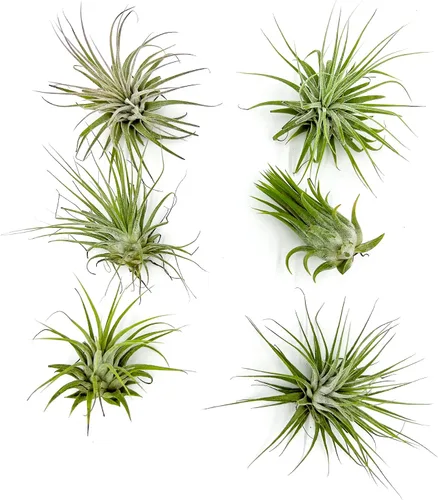Vista 8 de ragnaroc Plantas de aire – Druida Tillandsia Ionantha, Regular 2-3 pulgadas – 3 ct – Llegada viva garantizada – Plantas de interior para decoración