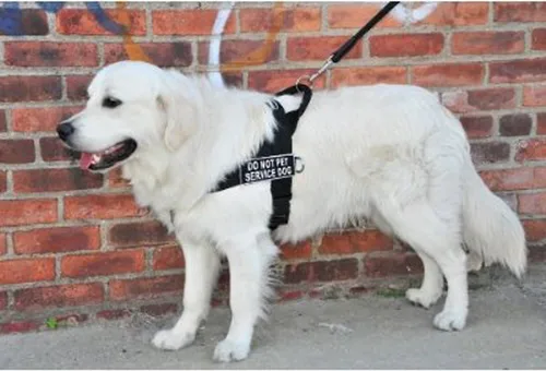 Vista 4 de Dean & Tyler D&T Universal DNPSERVICEDOG BK-XL DT - Arnés universal sin tirones para perro, no se adapta a mascotas, talla XL, se adapta a
