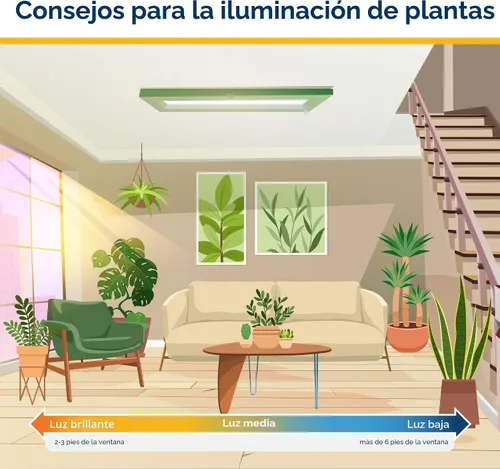 Vista 9 de Costa Farms Planta viva de palma de bambú en maceta decorativa, planta de interior grande purificadora de aire, perfecta para decoración del hogar