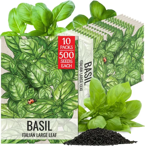 Vista 14 de Seed Needs Semillas de albahaca italiana para plantar hierbas tradicionales sin OMG, 1 paquete