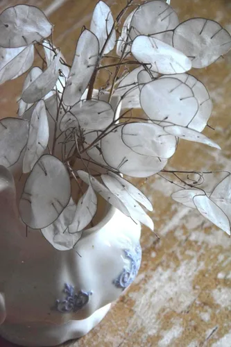 Vista 2 de TomorrowSeeds - Semillas de Money Plant (Lunaria) - Más de 50 unidades - para plantar 2026 sin OMG Heirloom Lunaria Honesty Silver Dollar Perenne