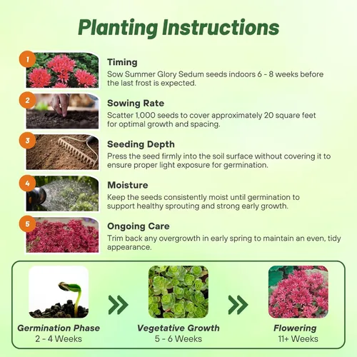 Vista 5 de Outsidepride Summer Glory Semillas Sedum - 1000 semillas perennes de cobertura del suelo para plantar, plantas suculentas resistentes al frío