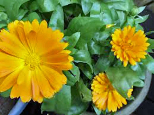 Vista 2 de Caléndula 100+ semillas recién cosechadas, hermosas flores doradas vívidas