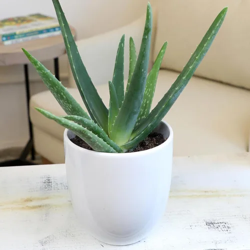Vista 8 de Planta de aloe vera plantas suculentas vivas (paquete de 3), plantas suculentas vivas de aloe vera, planta de aloe vivo en maceta de aloe, plantas