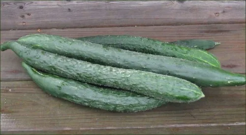 Vista 2 de Semillas de pepino japonesas largas sin eructos, verde Sooyow Nishiki sin OMG (10 semillas)