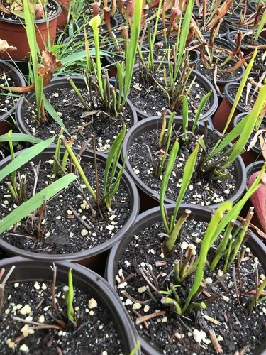Vista 2 de Planta de jarra carnívora Sarracenia Flava - Forma de rizoma de raíz desnuda