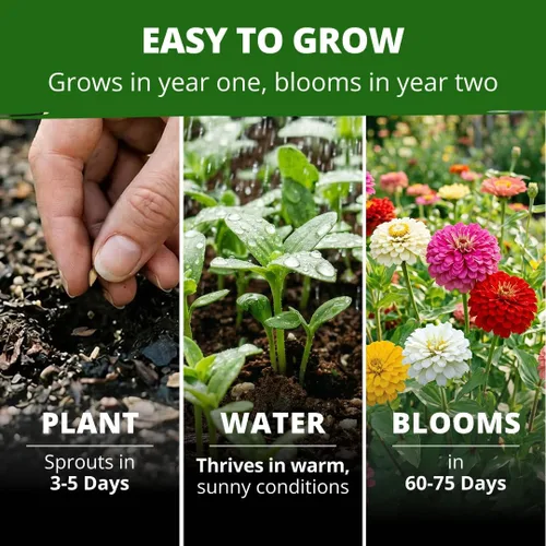 Vista 232 de HOME GROWN Semillas de Hollyhock de doble mezcla de Chater, 200 semillas