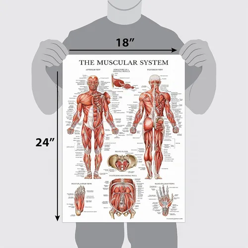 Vista 2 de Palace Learning Juego de 4 pósteres anatómicos laminados, musculares, esqueléticos, dermatomas, anatomía cardíaca, juego de cartas de anatomía