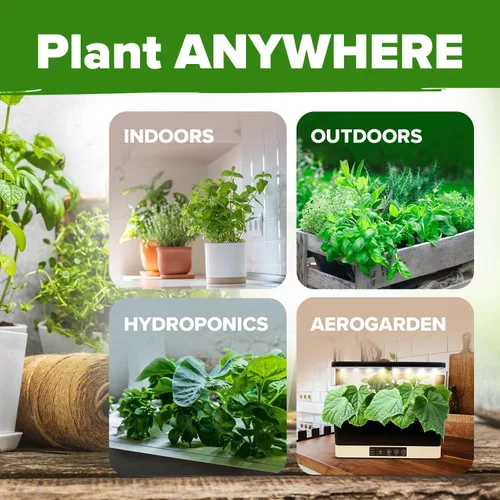 Vista 8 de HOME GROWN 6 semillas de hierbas para plantar más de 2,650 semillas de reliquia sin OMG Paquete variado extra grande de hierbas