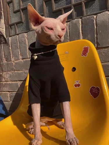 Vista 8 de Ropa de gatos sin pelo, camiseta de algodón, chaleco transpirable para primavera y otoño, ropa de gato con cuello alto para Sphynx, Cornish Rex
