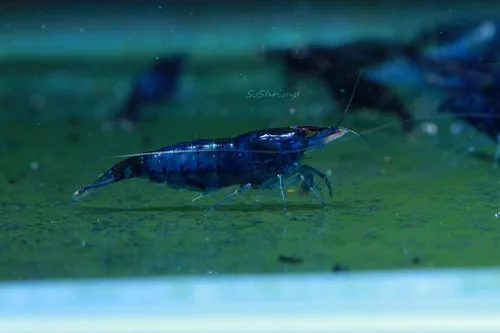 Vista 6 de Camarones vivos de acuario de agua dulce - Neocaridina (Bloody Mary, 5 unidades)