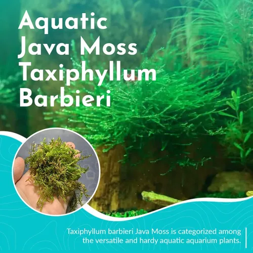 Vista 2 de Java Moss Taxiphyllum Barbieri Mat 3x5