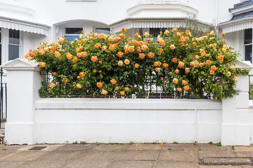 Vista 6 de 5 Seeds Orange Climbing Rose Rosa Bush Vine Climber Fragrant Butterfly Flower Seeds