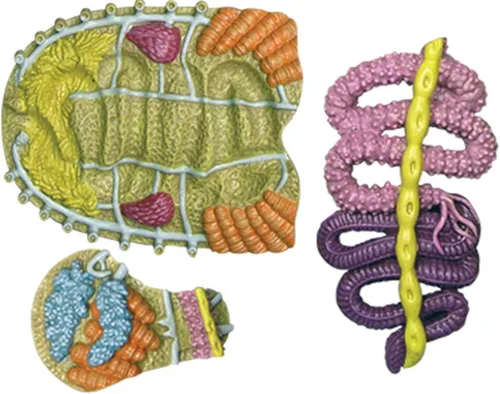 Vista 6 de Modelo de anatomía de escarabajo 4D, 22 modelos de anatomía de insectos removibles modelos de enseñanza de biología, modelo de órgano de insectos