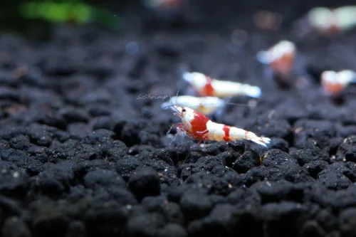 Vista 6 de Camarones vivos para acuario de agua dulce - Caridina (Black King Kong, 5 unidades)