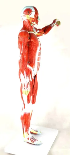 Vista 2 de Wellden Producto Modelo de figura muscular humana anatómica, 27 partes, 1/2 tamaño natural, numerado
