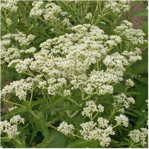 Vista 2 de Everwilde Farms - Semillas de flores silvestres nativas Boneset de 1 onza - Gold Vault